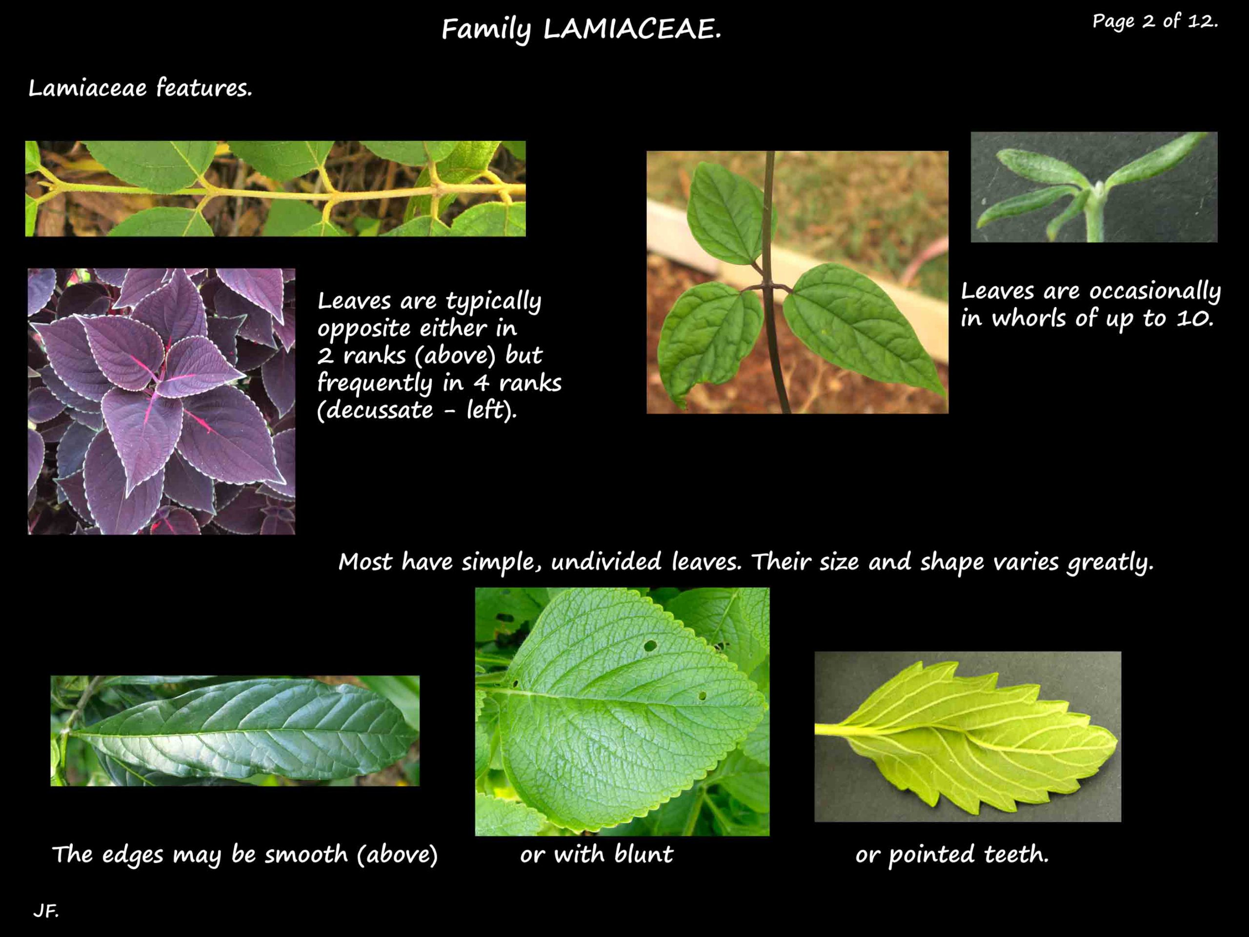 2 Lamiaceae leaves
